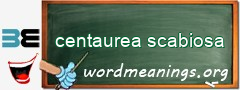 WordMeaning blackboard for centaurea scabiosa